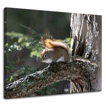 Canvas Print Animals Squirrel 100x80 cm