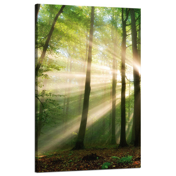 Canvas Print Sun in the Forest Trees Nature 50x80 cm