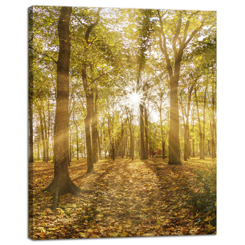 Canvas Print Sun Between Trees in the Forest 40x50 cm