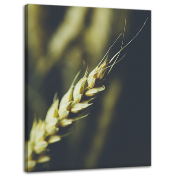 Canvas Print Botany Wheat Ear 30x40 cm
