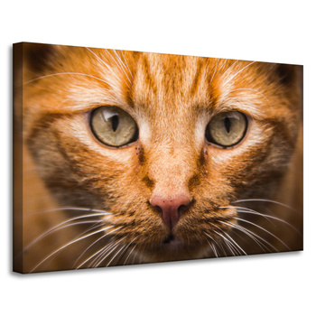 Canvas Print Cat Face Close Up 90x60