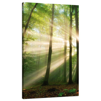 Canvas Print Sun in the Forest Trees Nature 70x120 cm
