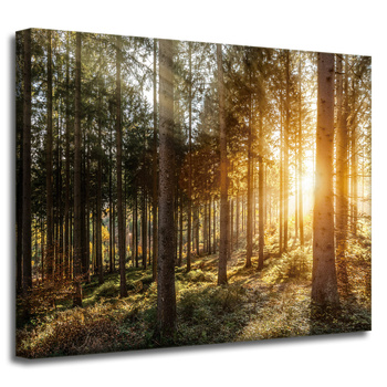 Canvas Print Birch Trees Sun Morning 50x40 cm