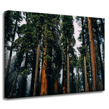 Canvas Print Nature Forest 40x30 cm