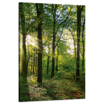 Canvas Print Sun Forest Trees Rays of Light 60x90 cm