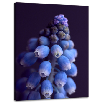 Canvas Print Botany Hyacinth 30x40 cm