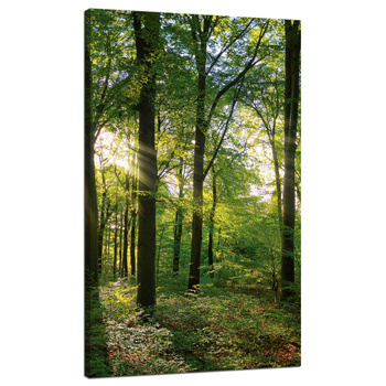 Canvas Print Sun Forest Trees Rays of Light 70x120 cm