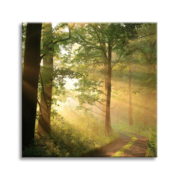 Canvas Print Sunlight Forest Path Nature 50X50 cm