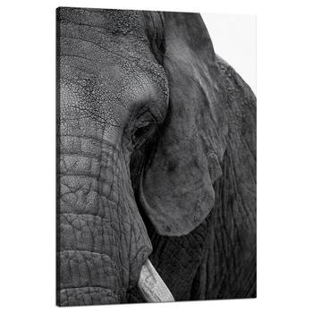Canvas Print Gray Elephant Face Eye Animal 80x120 cm
