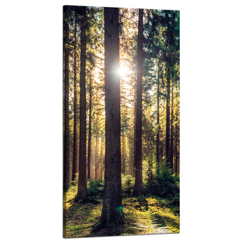 Canvas Print Forest Sun Trees Spring Morning 60x120 cm