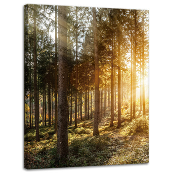 Canvas Print Birch Trees Sun Morning 30x40 cm