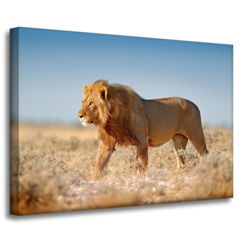 Canvas Print Walking Lion on Savannah Grass 70x50 cm