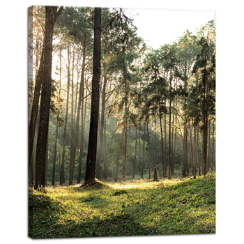 Canvas Print Forest Trees Sun Nature 40x50 cm