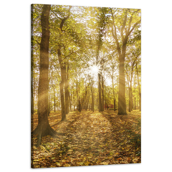 Canvas Print Sun Between Trees in the Forest 60x90 cm