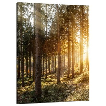 Canvas Print Birch Trees Sun Morning 50x70 cm