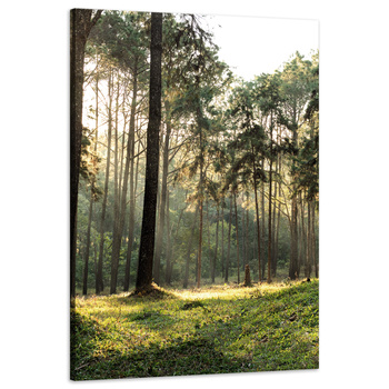 Canvas Print Forest Trees Sun Nature 60x90 cm