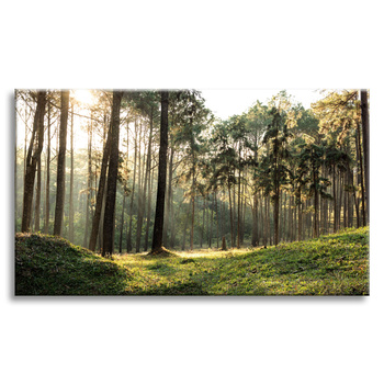 Canvas Print Forest Trees Sun Nature 120x80 cm