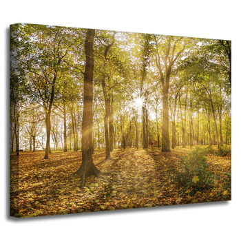 Canvas Print Sun Between Trees in the Forest 40x30 cm