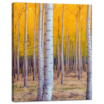 Canvas Print Birch Trees Autumn Yellow Leaves 40x50 cm