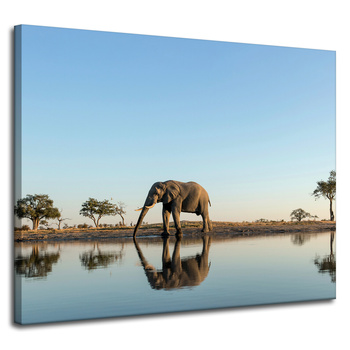 Canvas Print Elephant Drinking Water in Natural Habitat 100x80 cm