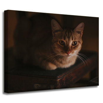 Canvas Print Animals Cat 40x30 cm