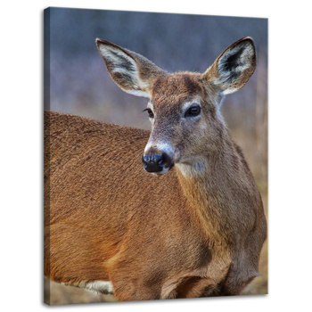 Canvas Print Animals Roe Deer 30x40 cm