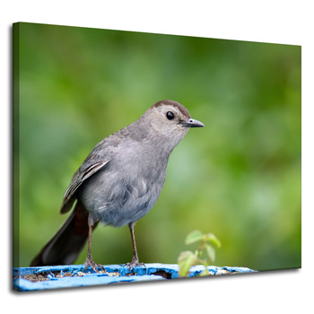 Canvas Print Animals Sitting Bird 100x80 cm