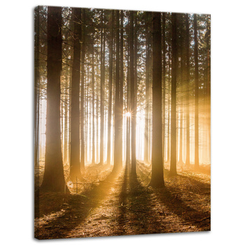Canvas Print Sun in the Forest Light Tree 30x40 cm