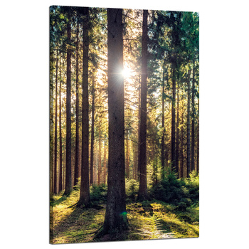 Canvas Print Forest Sun Trees Spring Morning 50x80 cm