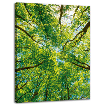Canvas Print Trees Leaves Nature Forest Spring 30x40 cm