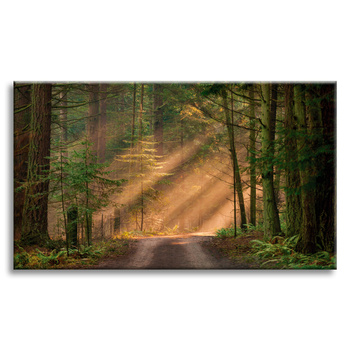 Canvas Print Path in the Forest Trees Nature 120x80 cm