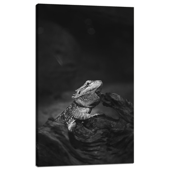 Canvas Print Lizard Reptile Black and White Nature 60x100
