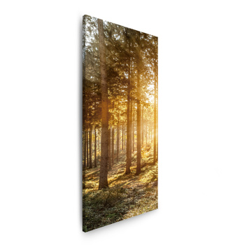Canvas Print Birch Trees Sun Morning 40x120 cm