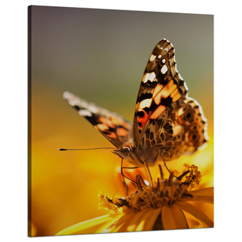 Canvas Print Animals Butterfly on Flower 80x100