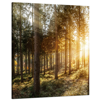 Canvas Print Birch Trees Sun Morning 80x100 cm