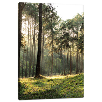 Canvas Print Forest Trees Sun Nature 40x60 cm