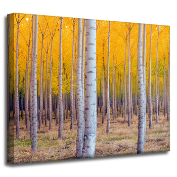 Canvas Print Birch Trees Autumn Yellow Leaves 50x40 cm