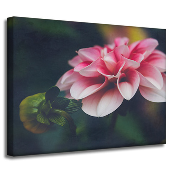 Canvas Print Botanical Pink Dahlia 40x30 cm