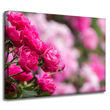 Canvas Print Botanical Pink Roses 40x30 cm