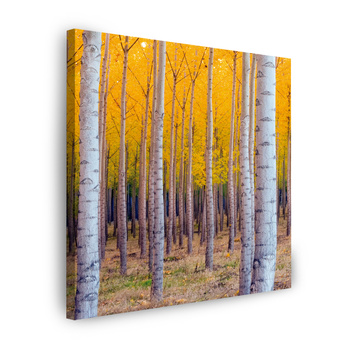 Canvas Print Birch Trees Autumn Yellow Leaves 90X90 cm