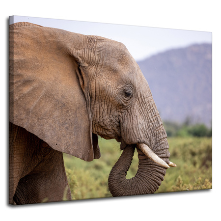Canvas Print Animals Elephant_2 100x80 cm