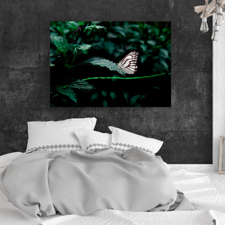 Canvas Print Nature Butterfly 40x30 cm