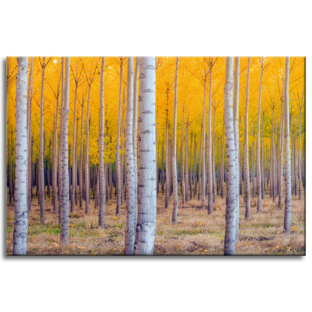 Canvas Print Birch Trees Autumn Yellow Leaves 60x40 cm