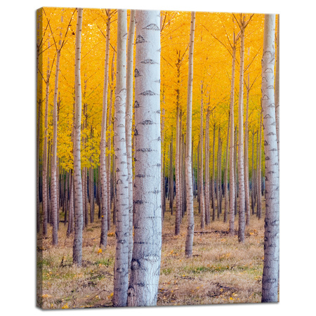 Canvas Print Birch Trees Autumn Yellow Leaves 40x50 cm