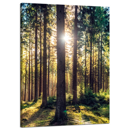 Canvas Print Forest Sun Trees Spring Morning 50x70 cm