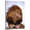 Canvas Print Head Lion Mane Wildness 80x120 cm