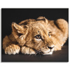 Canvas Print Lying Little Lion Nature 100x80 cm