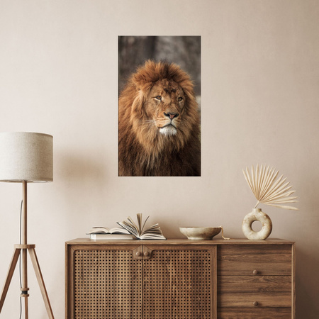 Canvas Print Gazing Lion Nature Face Wilderness 80x120 cm