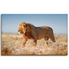 Canvas Print Walking Lion on Savannah Grass 80x50 cm