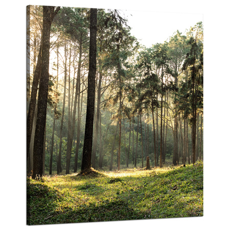 Canvas Print Forest Trees Sun Nature 80x100 cm